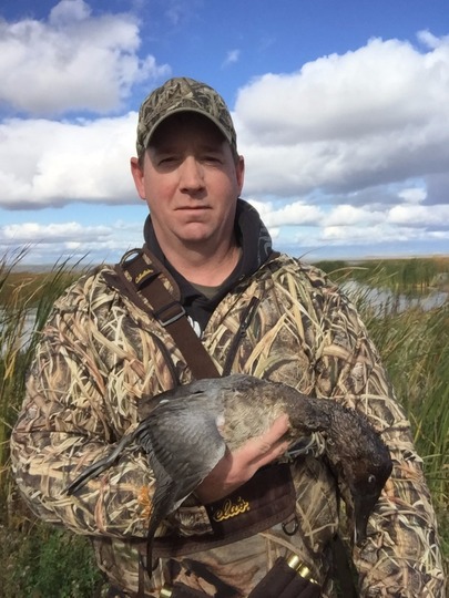Canvasback Duck