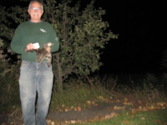 Green Winged Teal Duck