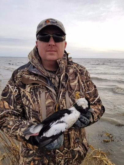 Bufflehead Duck