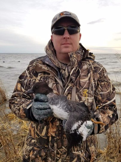 Goldeneye Duck