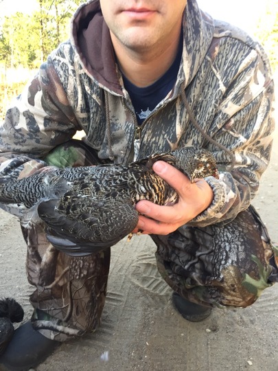 Ruffed Grouse