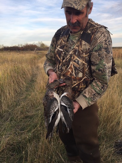 American Widgeon Duck