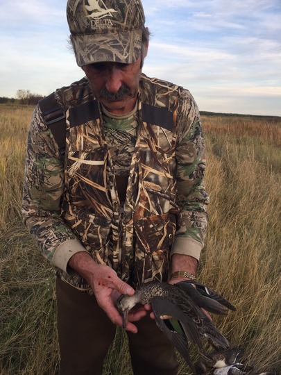 Green Winged Teal Duck