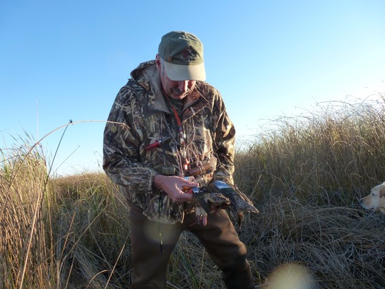 Blue Winged Teal Duck