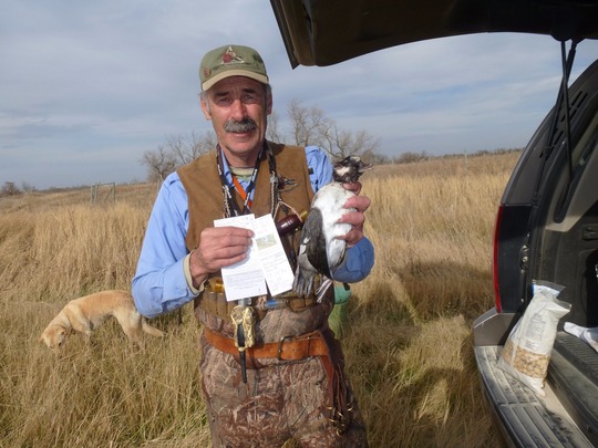Bufflehead Duck