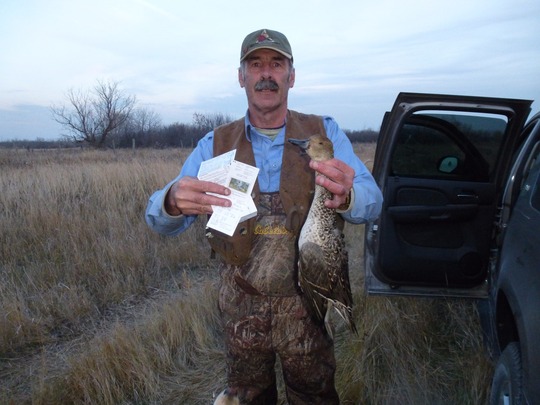 Pintail Duck