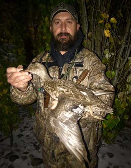 Gadwall Duck