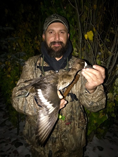 Greater Scaup Duck