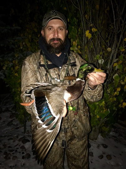Mallard Duck