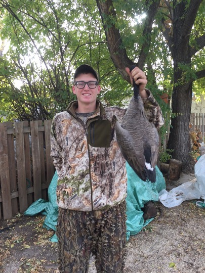 Lesser Canada Goose