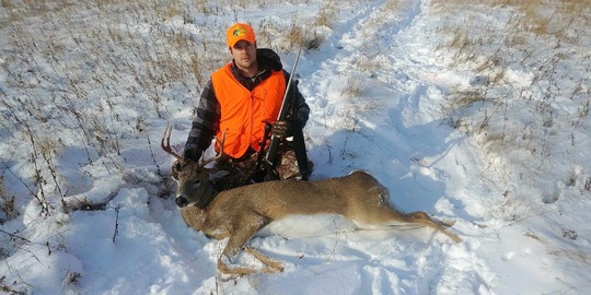 White-tailed Deer