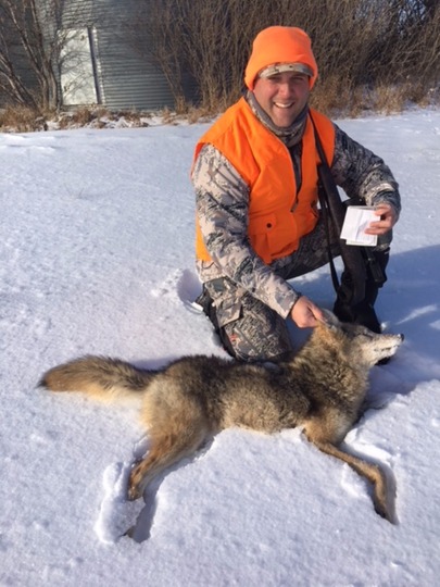 Coyote