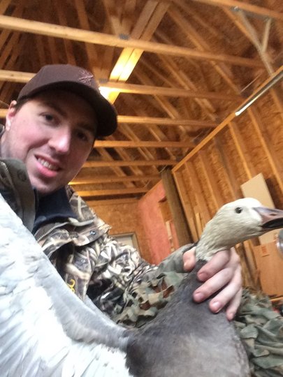 Blue Goose