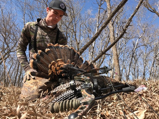 Wild Turkey