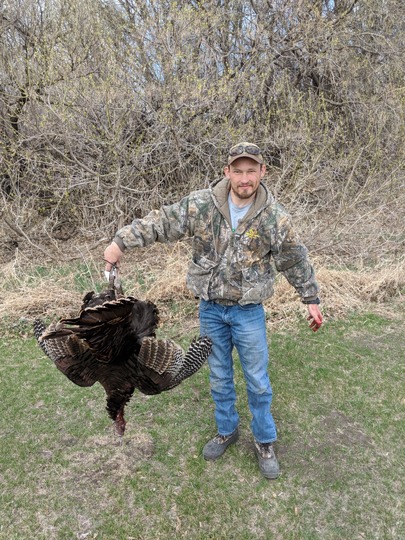 Wild Turkey
