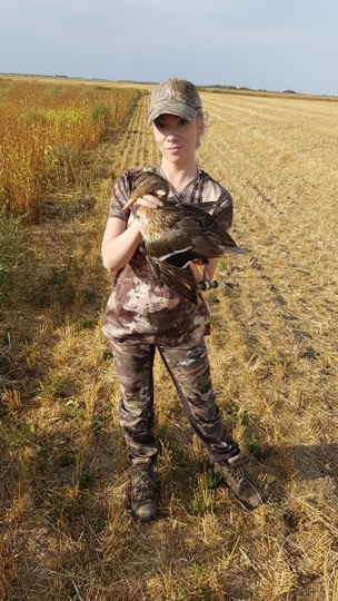 Mallard Duck
