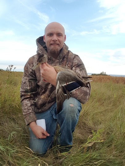 Mallard Duck