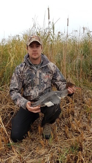Merganser Duck