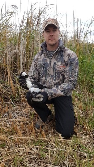 Bufflehead Duck