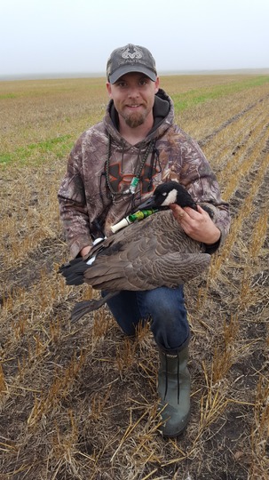 Greater Canada Goose
