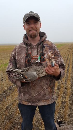 Pintail Duck