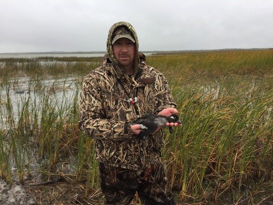 Bufflehead Duck