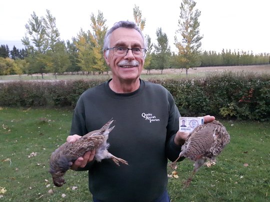 Gray (Hungarian) Partridge