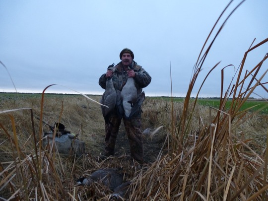Lesser Canada Goose