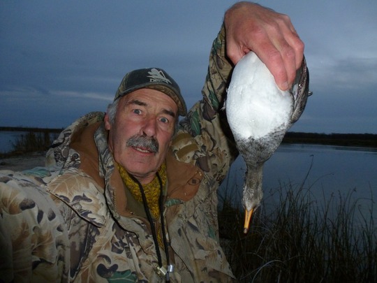 Merganser Duck