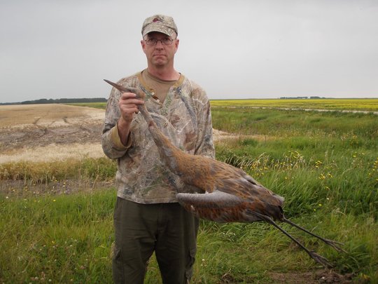 Sandhill Crane