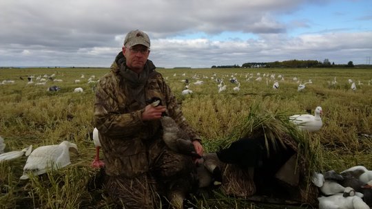 Lesser Canada Goose