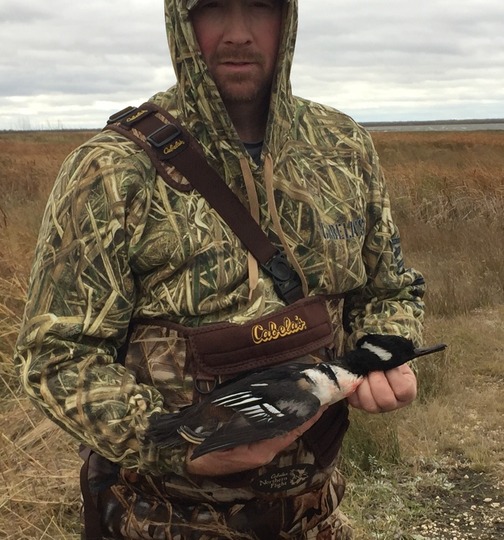 Merganser Duck