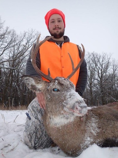 White-tailed Deer