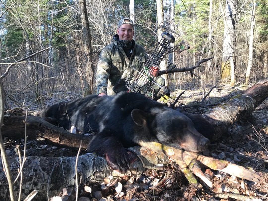 Boar Black Bear