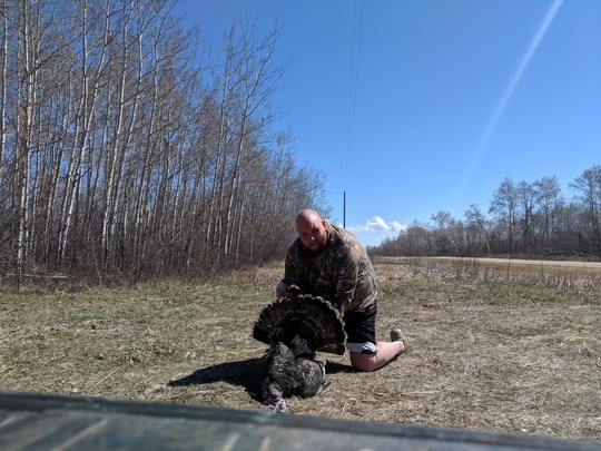 Wild Turkey