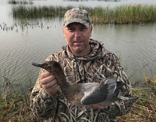 Canvasback Duck
