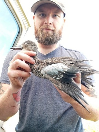 Blue Winged Teal Duck