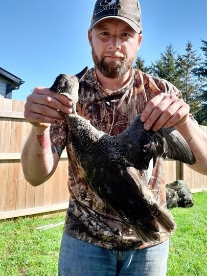 Gadwall Duck