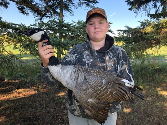 Greater Canada Goose