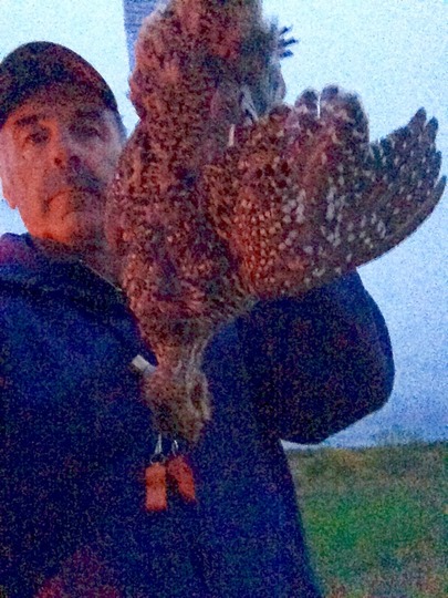 Sharptail Grouse