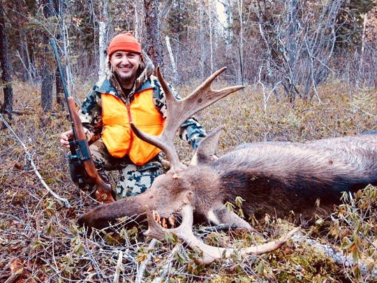 Bull Moose