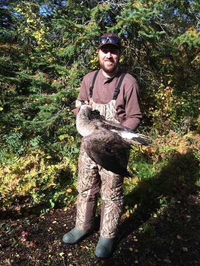 Lesser Canada Goose