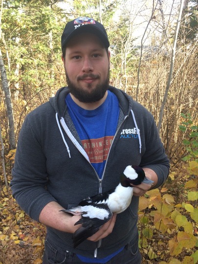 Bufflehead Duck