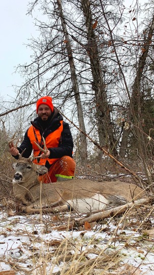 White-tailed Deer