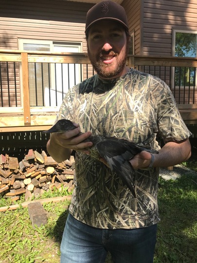 Canvasback Duck