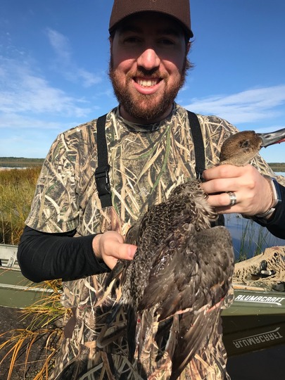 Pintail Duck