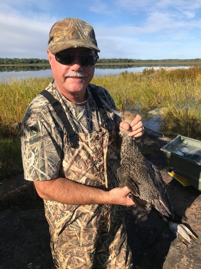 Pintail Duck