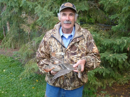 Shoveler Duck