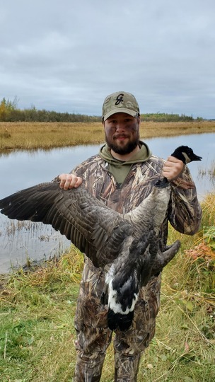 Greater Canada Goose