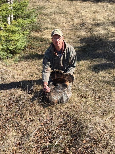 Wild Turkey